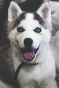 mistergoodlife:  Husky Puppy • Mr. Goodlife • Instagram