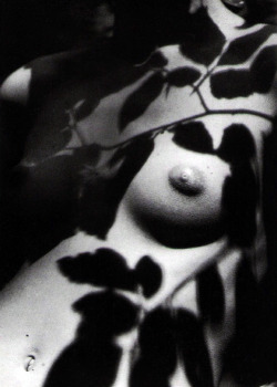 noir-d-amour:  Philippe Pache. Le feuillage 1991 