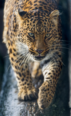 kingdom-of-the-cats:  Leonie walking down the log (by Tambako