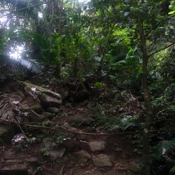 h0odrich:  went hiking in el yunque rainforest today 