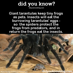 bogleech:  did-you-kno:  Giant tarantulas keep tiny frogs (Chiasmocleis
