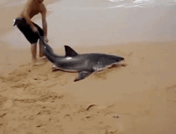 gifsboom:  Man Saves a Shark