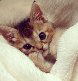 sorryiwokeupwithamnesia:  If these kittens don’t make you smile,