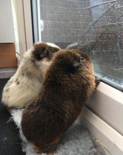 awwww-cute:  Guinea Pigs watching the rain downpour i was always