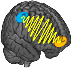 neuromorphogenesis:    Brain waves behind indecisiveness It’s