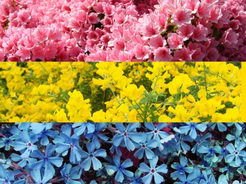 lgbtq-flags:  i made flower flags