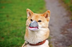  a dog wearing a dolphin nose mask 