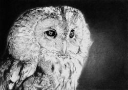 fer1972:  Owl Drawing by Christine Wheat 