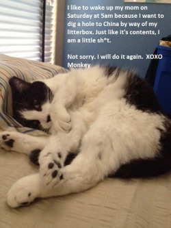 Cat-Shaming