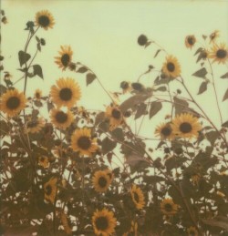 the-rad-grunge-queen:SUNFLOWERS MAKE ME FEEL SAFE , JUST LIKE