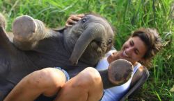 lepidoptera-and-insulin:  awwww-cute:  A baby elephant sat on