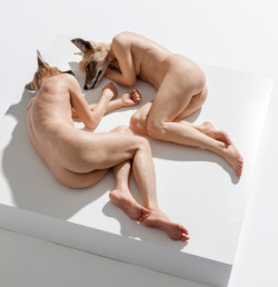 ‘unsettled dogs’, 2012 by sam jinks