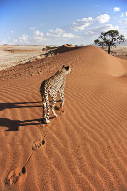 big-catsss:  (by Martin Harvey) 