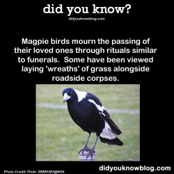 did-you-kno:  Magpie birds mourn the passing of their loved ones