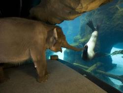 awwww-cute:  Chandra got to meet some of the other animals before