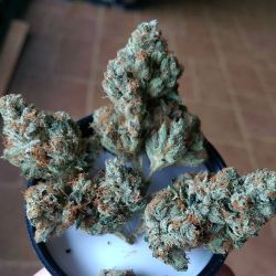 weedporndaily:  Elemental seeds true og from @thebakereeseattle