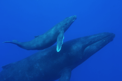 nubbsgalore:  mother humpback and her calf. photos by bryant