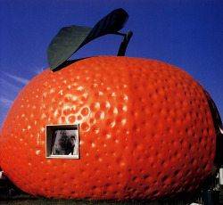 archiveofaffinities:Big Mandarin, Mundubbera, Queensland, Australia