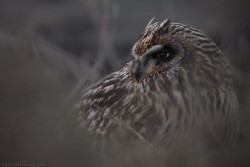 witchedways:  featheroftheowl:  Short-eared Owl  bewitched forest 