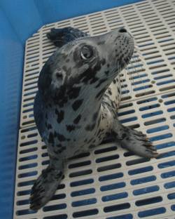 zooborns:  Vancouver Aquarium Marine Mammal Rescue Centre Helps