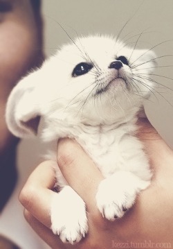 emilydanielle2011:  And a baby white fox to make you smile :)