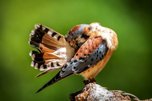 Feathers make me itchy (preening Kestrel)