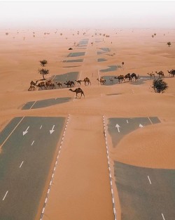 peterfromtexas:   Camels crossing the highway in UAE desert 