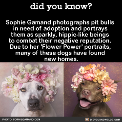 leholana:  did-you-kno:  Sophie Gamand photographs pit bulls