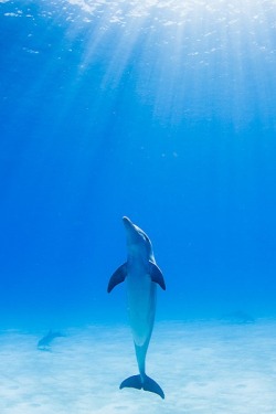 meraviglie dell'oceano… delfino …. thewolf 