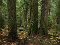90377:  cedars by AncientForests on Flickr.