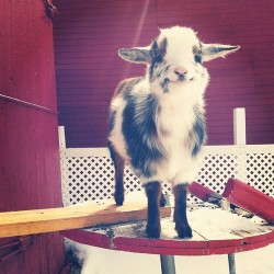 fromtheinnersoul:  What a happy goat.