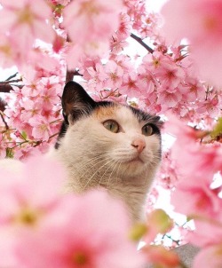 kii-ku:  sakura cat