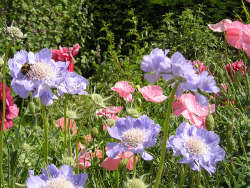 earthleaf:  Icelandic Poppies photographed by John Shortland