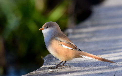 <p><a class="tumblr_blog" href="http://avianeurope.tumblr.com/post/131235189849">avianeurope</a>:</p>
<blockquote>
<p><b>Bearded Reedling</b> (<i>Panurus biarmicus</i>)

>>by <a href="https://www.flickr.com/photos/marttiperamaki/">Martti Perämäki</a> </p>
</blockquote>