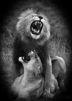 Le Epic Rawr …~e edit/marked for tumblr/photog unknown. 