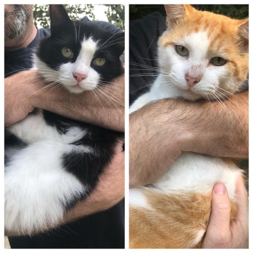 <p>Happy #caturday from Buster and Gretsch with a cameo by a guy who has been know to say he doesn’t like cats. 🤔 #Buster #Gretsch #blackandwhitecat #orangeandwhitecat #catland  (at Fiddlestar)</p>