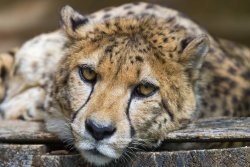 cute-dangerous:  Cheetah