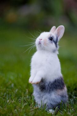 adorableanimalss:  Baby bunny