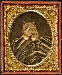 art-nimals:An ambrotype of a cat, circa 1866-68 (source)