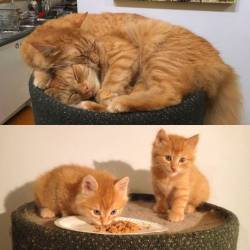 awwww-cute:  They grow up so fast, don’t they!? (Source: http://ift.tt/2iaEWGK)