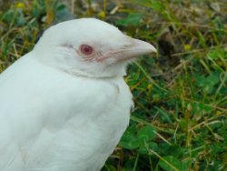 photographicreference:  Albino Crows for the most part I cannot