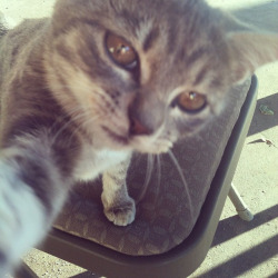 awwkwardpanda:  Cat selfies.