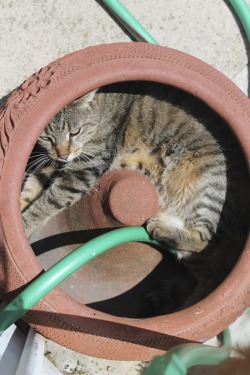 derpycats:  lily being a garden hose