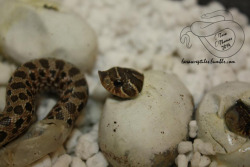 tarawreptiles:  Know what is more adorable than a hognose? A