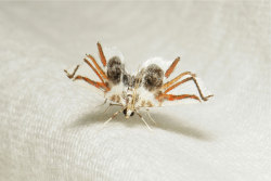 Lygodium Spider Moth