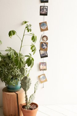 ghostclvb:  Nothing cuter than plants and polaroids on display