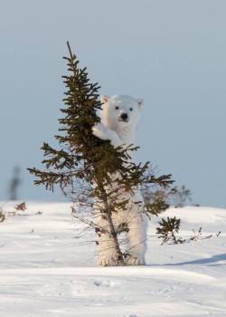 Found his very own Charlie Brown Christmas tree