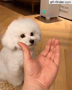 giffindersite:    A talented snoot. Via https://gif-finder.com/