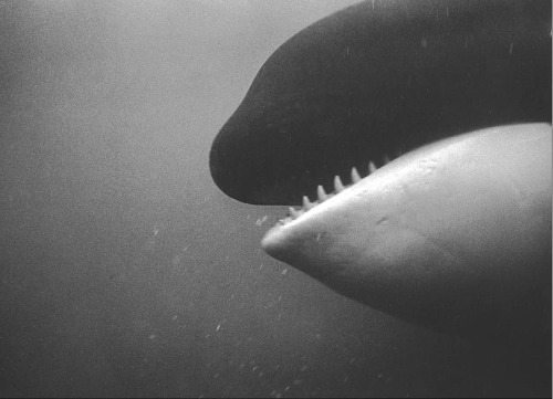 equatorjournal:  Flip Schulke, Namu, the killer whale, Puget