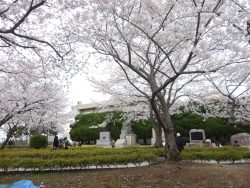 callmeekaylee:  I miss the cherry blossoms. Taken in Yokosuka,